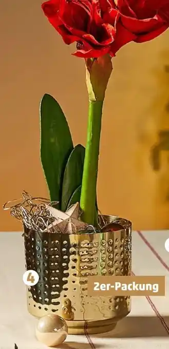 PENNY Übertöpf Angebot