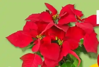 PENNY Weihnachtssterne Angebot