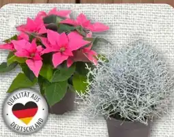 nahkauf Stacheldrahtpflanze Angebot