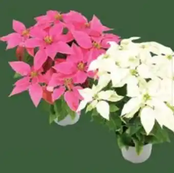 E-Center Princettia Dolc Amore Angebot