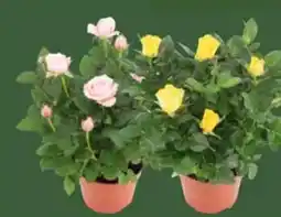 E-Center Topfrosen Dolce Amore Angebot