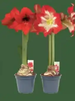 E-Center Amaryllis Ritterstern Angebot