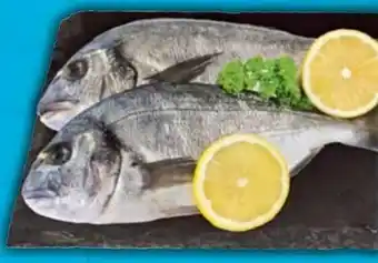 E-Center Dorade Royale Angebot