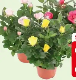 Edeka Topfrosen Dolce Amore Angebot