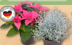 REWE Center Stacheldrahtpflanze Angebot