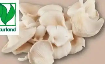 REWE Center Rewe Bio Austernpilze Angebot