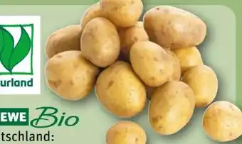 REWE Rewe Bio Bio-Speisekartoffeln Angebot