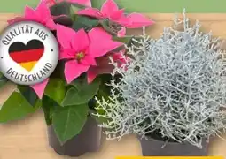 REWE Rewe Beste Wahl Stacheldrahtpflanze Angebot