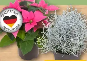 REWE Rewe Beste Wahl Stacheldrahtpflanze Angebot