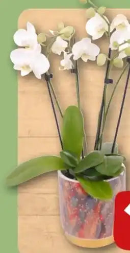 REWE Center Orchidee in Premiumkeramik Angebot