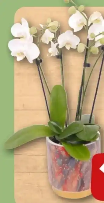 REWE Center Orchidee in Premiumkeramik Angebot