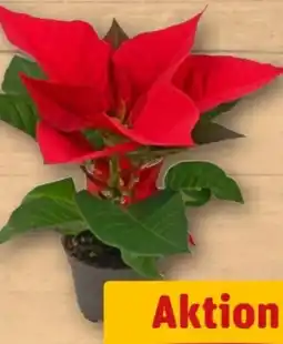 REWE Center Rewe Beste Wahl Mini Weihnachtsstern Angebot