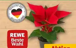 REWE Rewe Beste Wahl Mini Weihnachtsstern Angebot