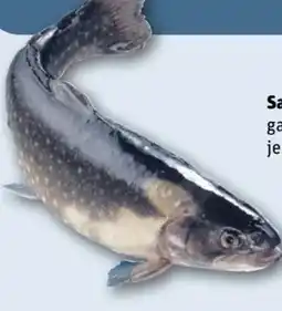 REWE Center Saibling Angebot