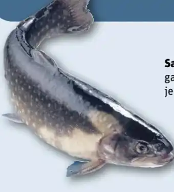 REWE Center Saibling Angebot