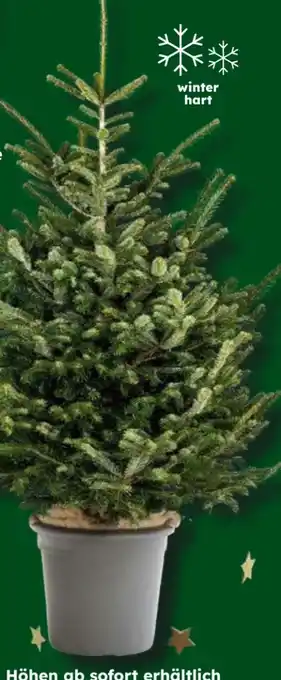 Globus Baumarkt Nordmann-Tanne Angebot