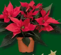 Globus Baumarkt Weihnachtsstern Angebot