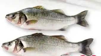 Scheck-in-Center Wolfsbarsch Angebot