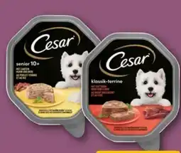 REWE Center Cesar Hundenahrung Angebot