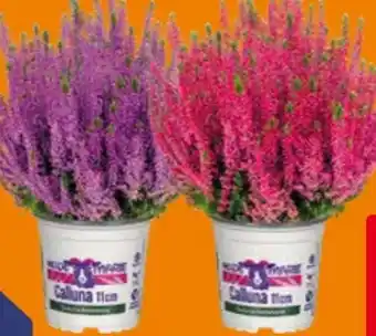 Globus Baumarkt Knospenheide Calluna vulgaris Angebot