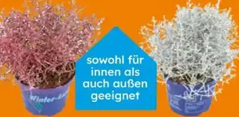 Globus Baumarkt Stacheldraht Angebot