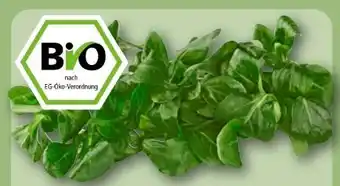 REWE Rewe Bio Feldsalat Angebot