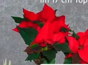 Edeka Frischemarkt Weihnachtssternbusch Angebot