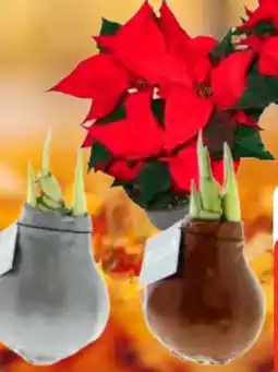 Edeka Amaryllis Angebot