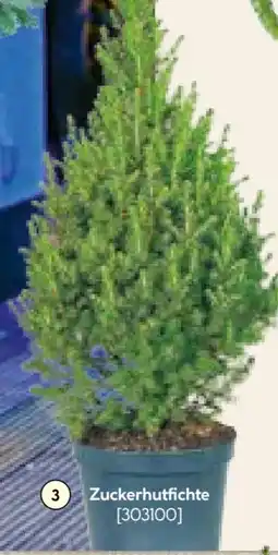 Hellweg Zuckerhutfichte Angebot