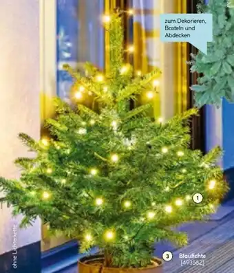 Hellweg Blaufichte Angebot