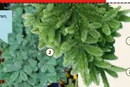 Hellweg Tannenzweige Blaue Edeltanne Angebot