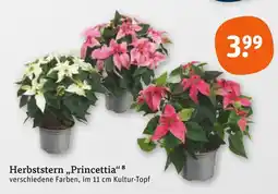 tegut Herbststern „princettia“ Angebot