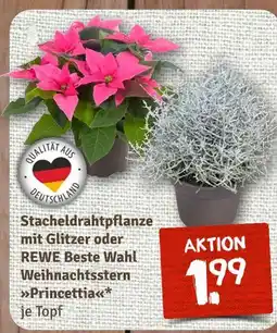 nahkauf Rewe beste wahl weihnachtsstern princettia Angebot