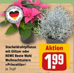 REWE Stacheldrahtpflanze mit glitzer Angebot