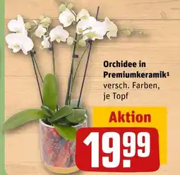 REWE Orchidee in premiumkeramik Angebot