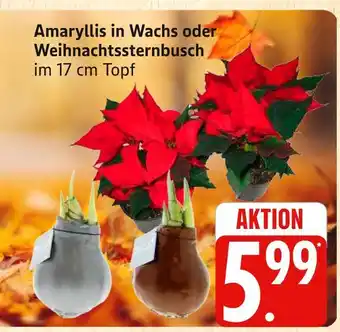 Marktkauf Amaryllis in wachs Angebot