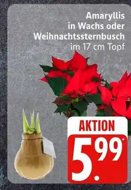 Edeka Amaryllis in wachs Angebot