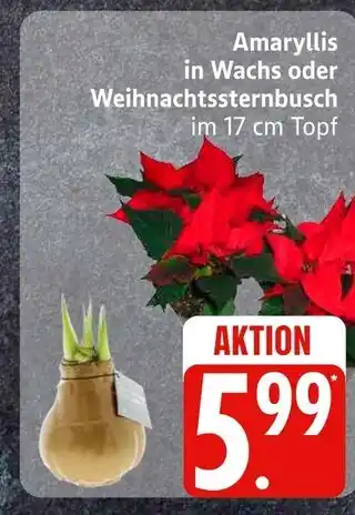 Edeka Amaryllis in wachs Angebot