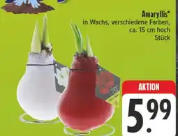 E-Center Amaryllis Angebot