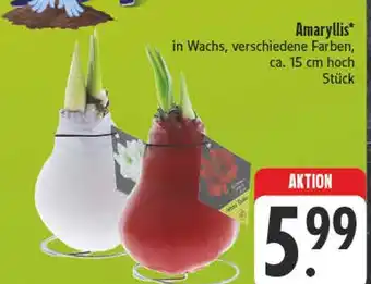 E-Center Amaryllis Angebot