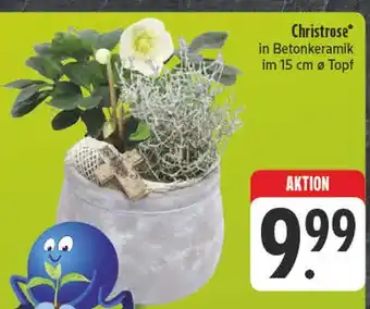 E-Center Christrose Angebot