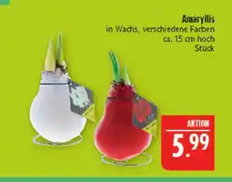 Marktkauf Amaryllis Angebot