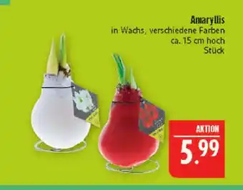 Marktkauf Amaryllis Angebot