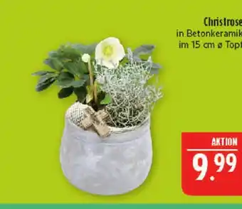 Marktkauf Christrose Angebot