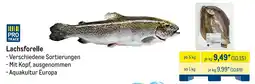 METRO Lachsforelle Angebot