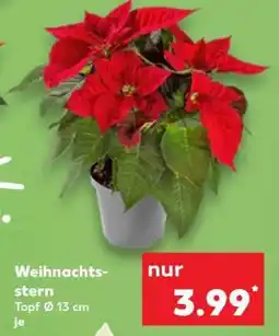 Kaufland Weihnachtsstern Angebot