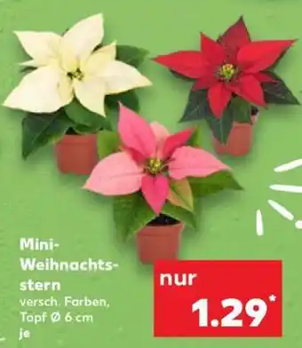 Kaufland Mini- Weihnachtsstern Angebot