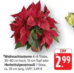 Edeka Weihnachtssterne oder Herbsttulpenstrauß Angebot