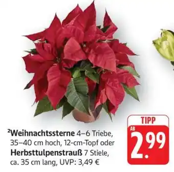Edeka Weihnachtssterne oder Herbsttulpenstrauß Angebot