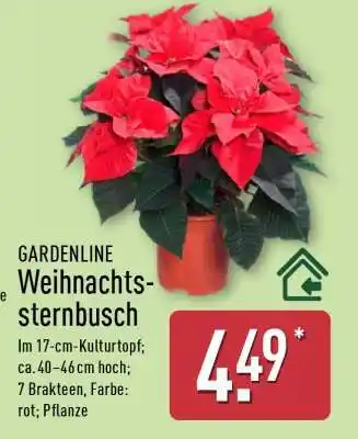 Aldi Nord GARDENLINE Weihnachtssternbusch Angebot